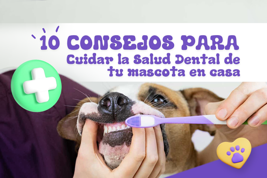 𝟭𝟬 𝗖𝗼𝗻𝘀𝗲𝗷𝗼𝘀 𝗽𝗮𝗿𝗮 𝗖𝘂𝗶𝗱𝗮𝗿 𝗹𝗮 𝗦𝗮𝗹𝘂𝗱 𝗗𝗲𝗻𝘁𝗮𝗹 𝗱𝗲 𝘁𝘂 𝗣𝗲𝗿𝗿𝗼 𝗲𝗻 𝗖𝗮𝘀𝗮