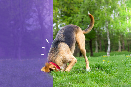 El Fascinante Mundo de los Perros ¿Por qué Sacuden las Patas Después de Orinar?